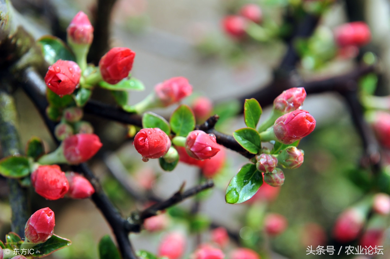 竹节海棠为什么总是扦插不活,竹节海棠为什么只长高不开花