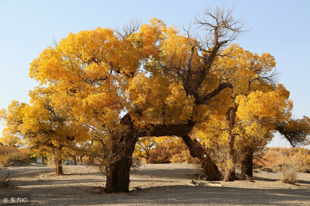 去额济纳旗住什么地方合适,国庆去额济纳人多吗