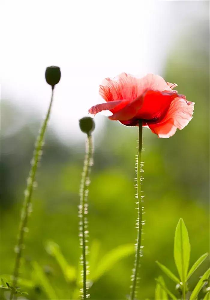 宋词中关于虞美人的词,关于虞美人的古诗鉴赏