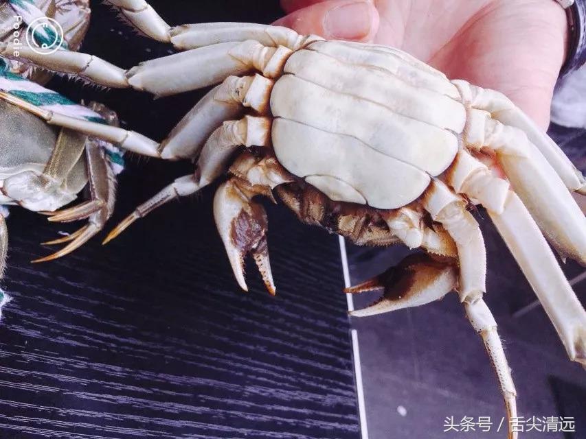 清远吃大闸蟹哪个店好,清远吃货攻略