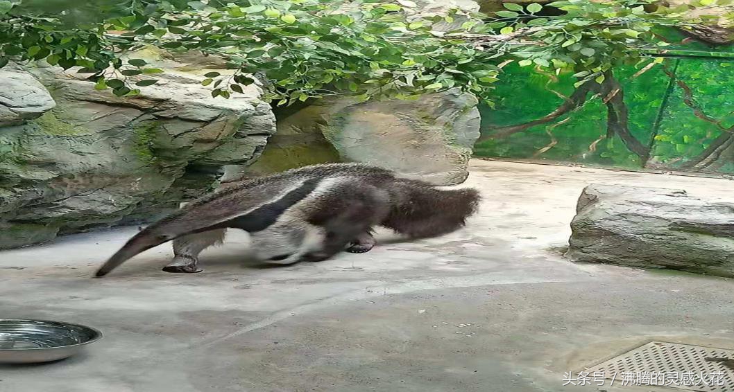 假期游玩郑州动物园,国庆郑州动物园