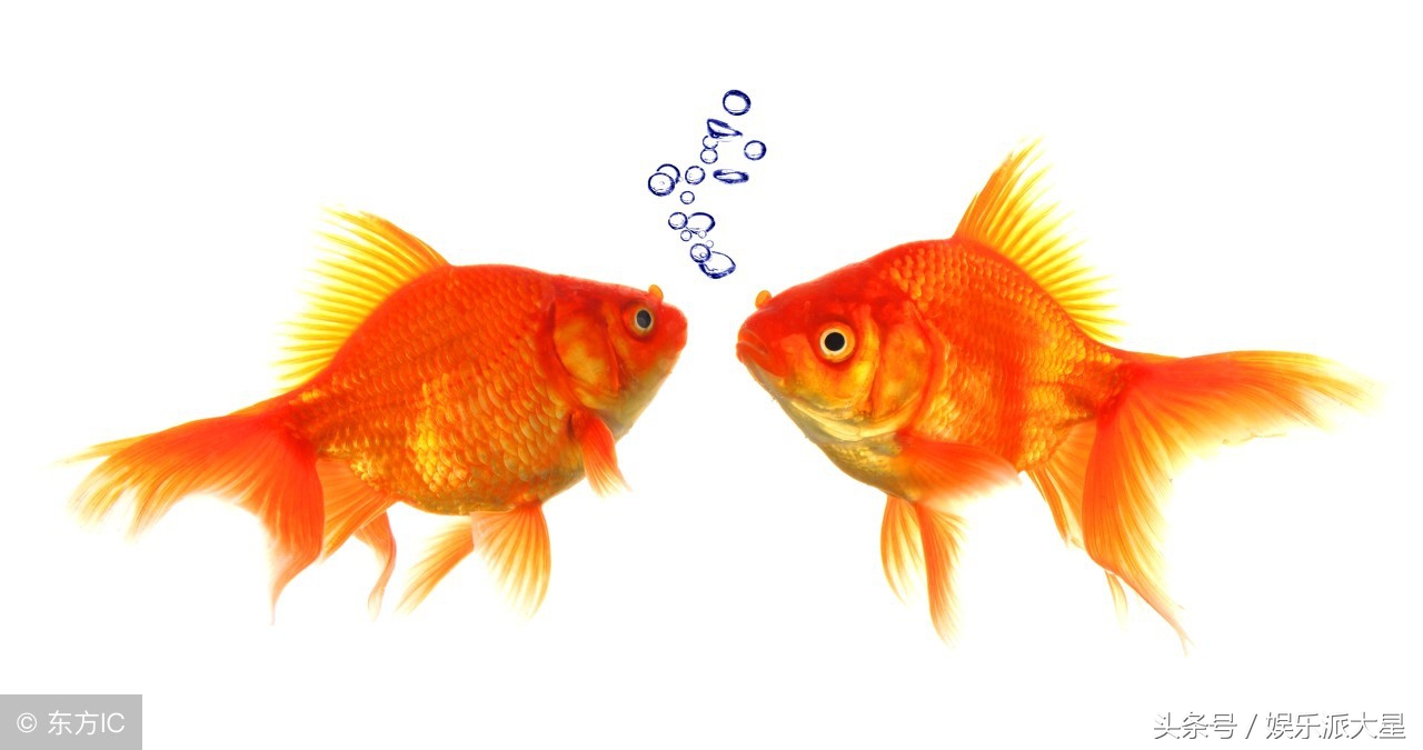 玉楼春欧阳修别后不知君远近译文,玉楼春别后不知君远近欧阳修的诗