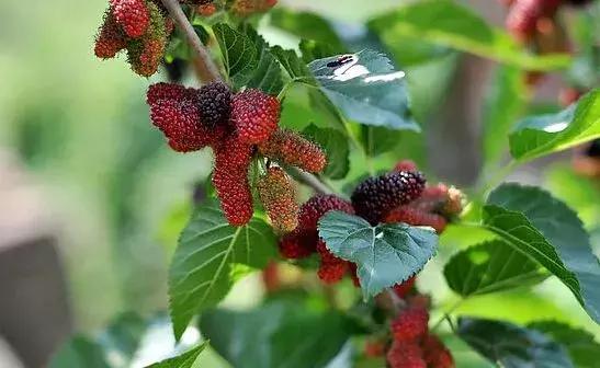 一盆植物被骂死30天后续,一盆植物被骂了30天
