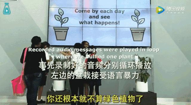 一盆植物被骂死30天后续,一盆植物被骂了30天