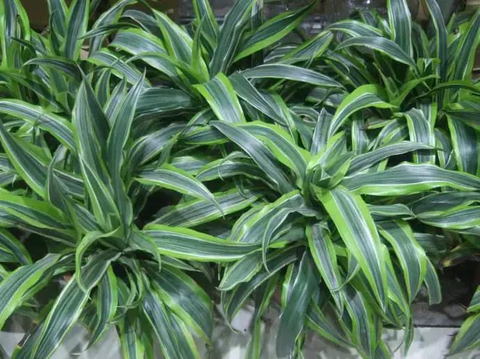 一盆植物被骂死30天后续,一盆植物被骂了30天