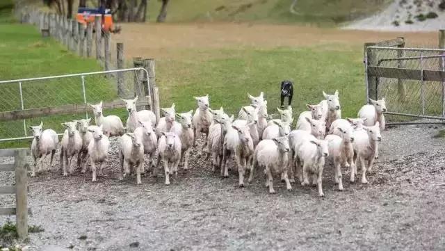 中国锦鲤旅游攻略,中国锦鲤出发环游世界