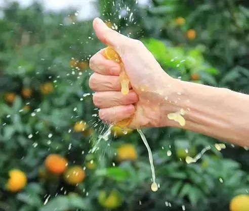 爱媛38号果汁口感,爱媛果冻橙手动榨汁机