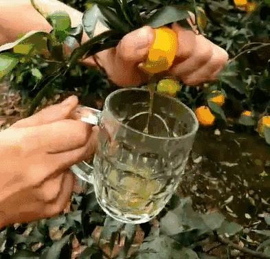 爱媛38号果汁口感,爱媛果冻橙手动榨汁机