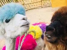 鍑】鍎跨缇庤鐩存挱,鍑】鍎跨缇庤2018