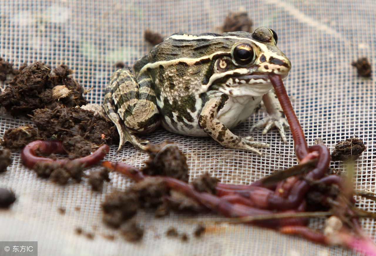 青蛙养殖科技示范户技术指导,刘春军青蛙养殖技术