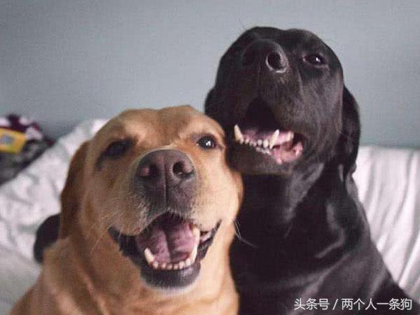 天气转冷怎样预防狗狗感冒,天气转凉狗狗注意事项