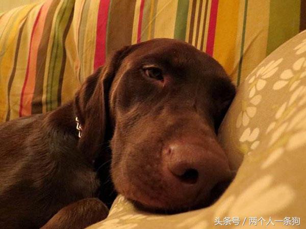 天气转冷怎样预防狗狗感冒,天气转凉狗狗注意事项