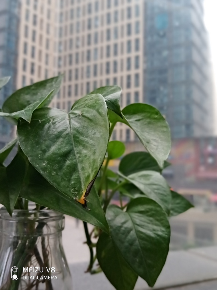 魅族v8评测李楠,魅族v8测评王者荣耀