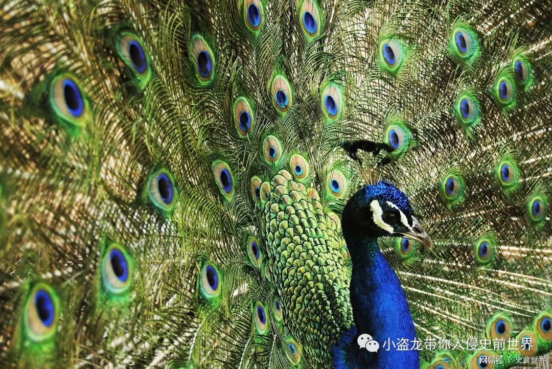 恐龙到底是什么颜色,科学家最初认为恐龙的样子