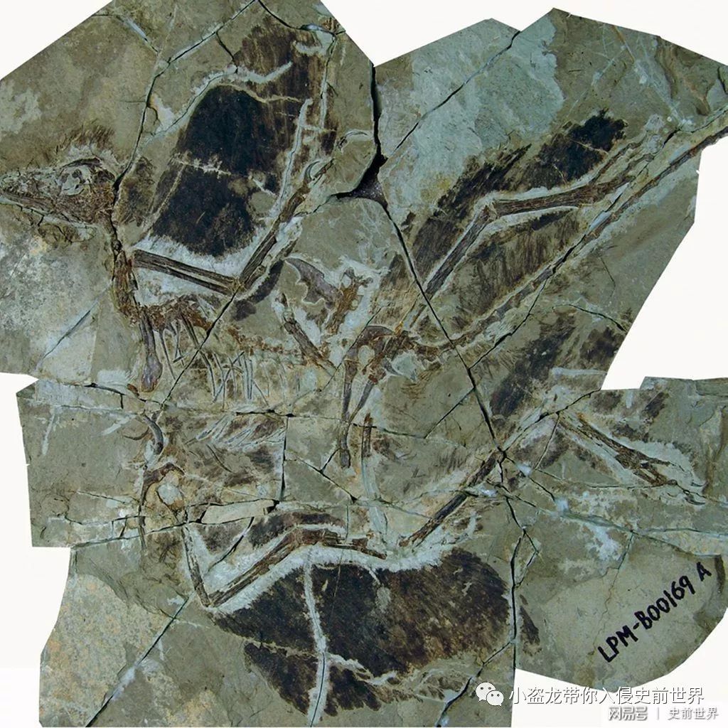 恐龙到底是什么颜色,科学家最初认为恐龙的样子