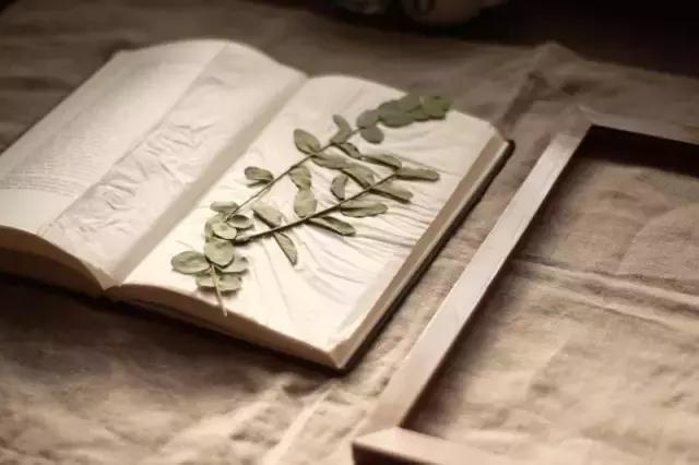 干花工艺画教程,干花做标本画