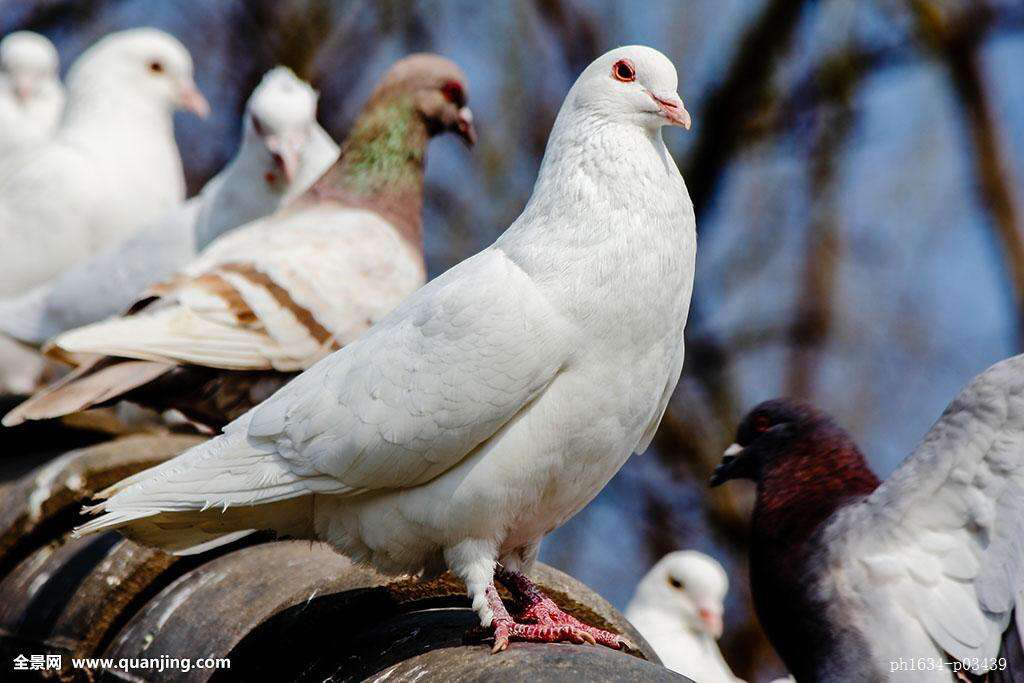 中药材鸽子炖汤的做法,中药材鸽宝