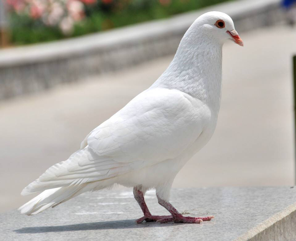 中药材鸽子炖汤的做法,中药材鸽宝