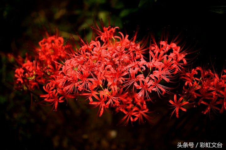 彼岸花纹身,彼岸花的寓意是什么