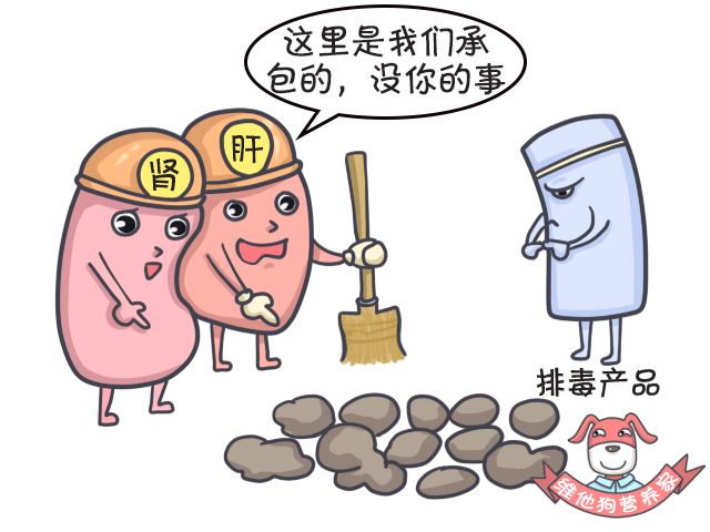 足贴、清肠丸、大麦若叶真的有效吗？戳穿朋友圈9大排毒网红