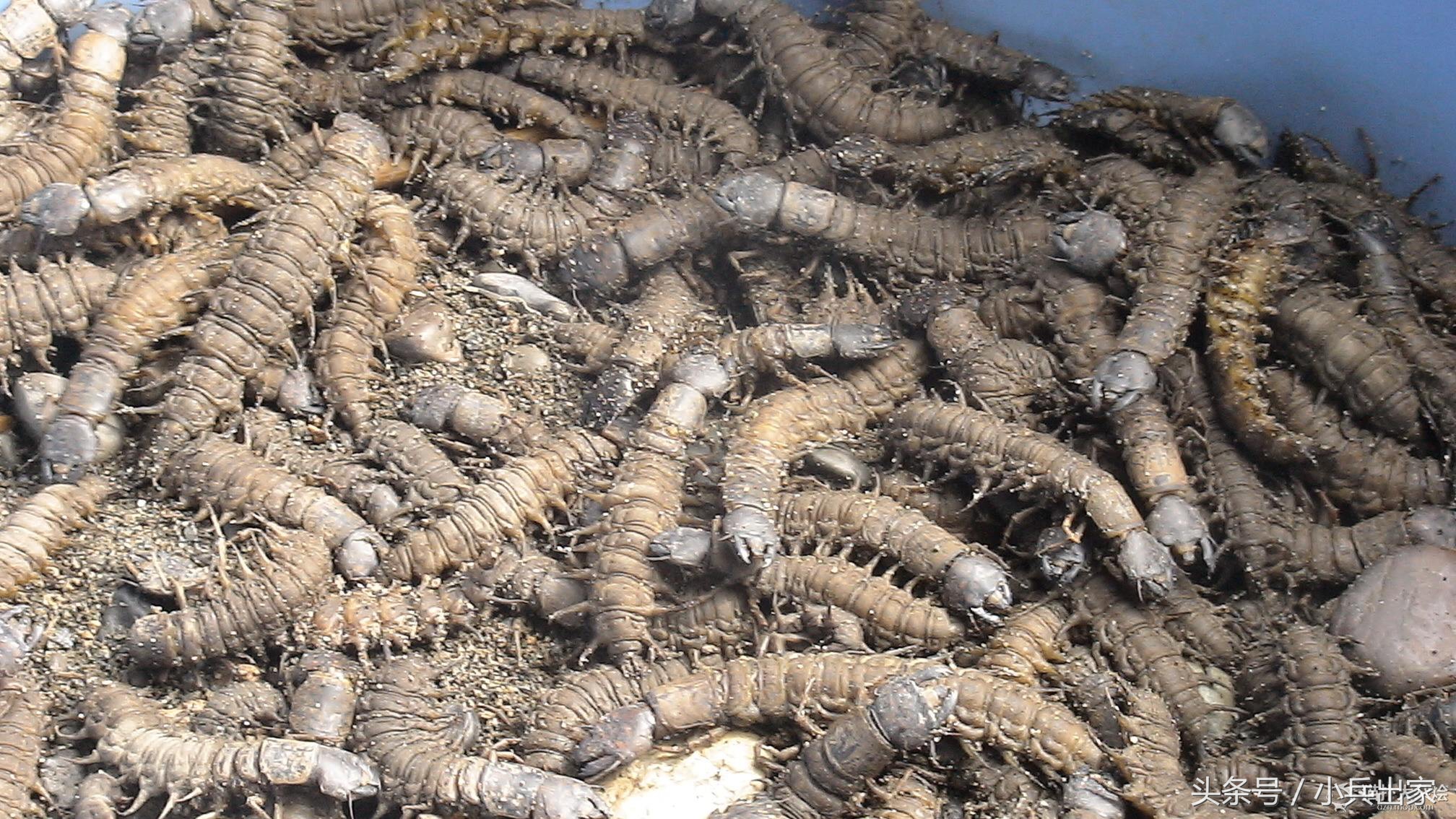 农产品之一“特种养殖”