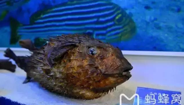 海南最值得去的几个地方,海南博鳌美不美