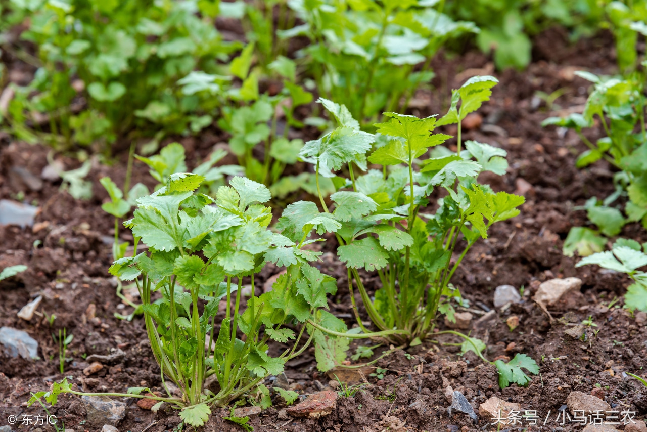 解决香菜好吃且难种的困扰,吃不完的香菜种植方法