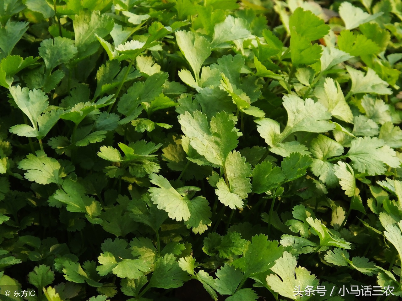 解决香菜好吃且难种的困扰,吃不完的香菜种植方法
