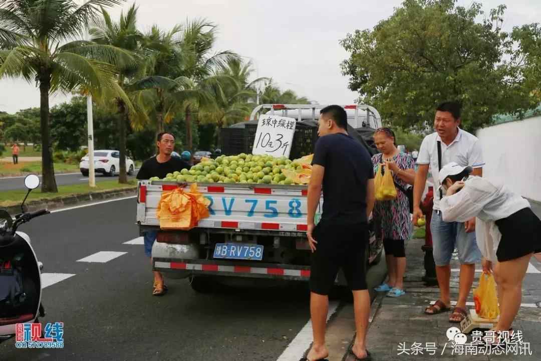 今年琼中绿橙上市了吗,琼中绿橙曝光