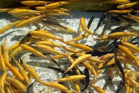 虹鳟与三文鱼最好的分辨方法,虹鳟鱼为什么不是三文鱼