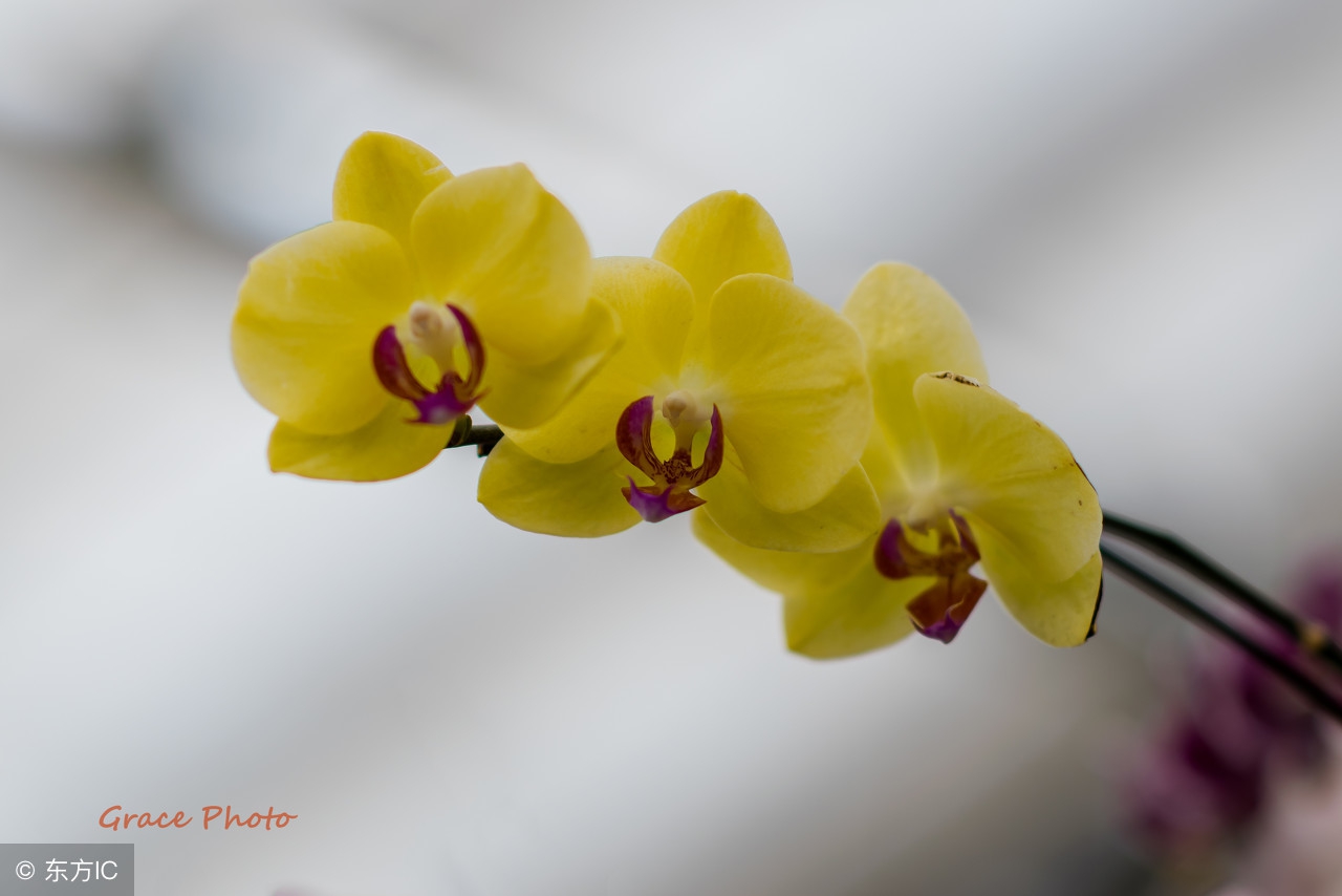 花语全套,花语lolita全套全款多少