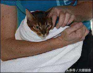 养猫经验猫感冒怎么处理,毛巾裹猫法