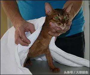 养猫经验猫感冒怎么处理,毛巾裹猫法