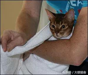 养猫经验猫感冒怎么处理,毛巾裹猫法