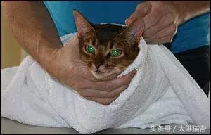 养猫经验猫感冒怎么处理,毛巾裹猫法
