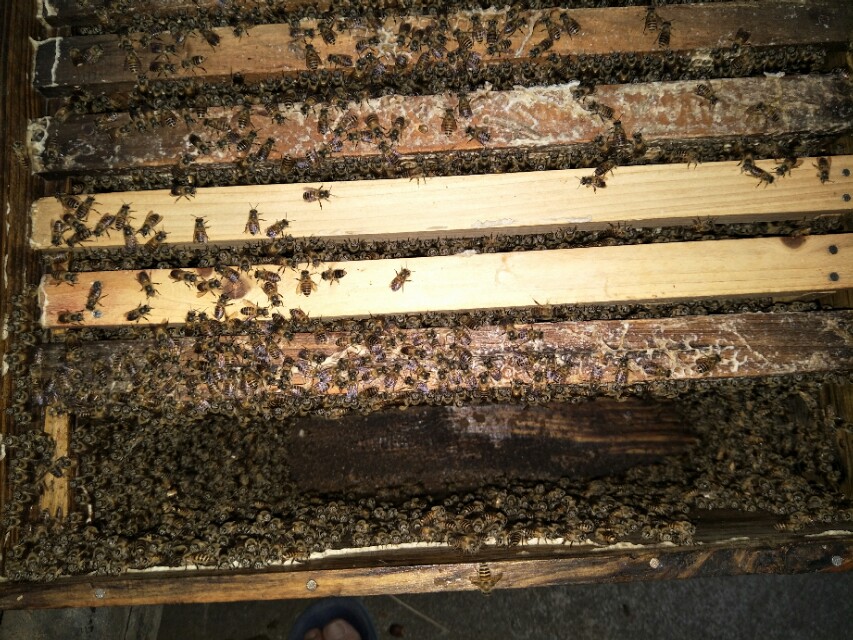 养蜂人养蜜蜂的绝招,养蜜蜂技术全套