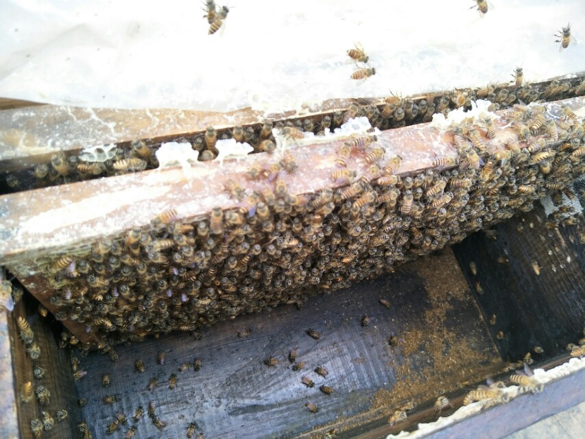 养蜂人养蜜蜂的绝招,养蜜蜂技术全套