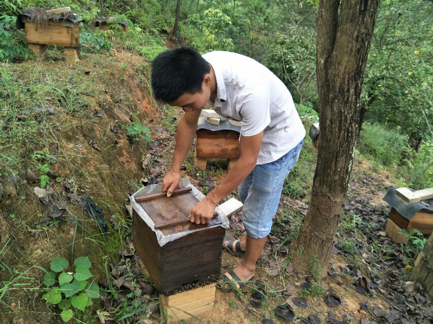 养蜂人养蜜蜂的绝招,养蜜蜂技术全套