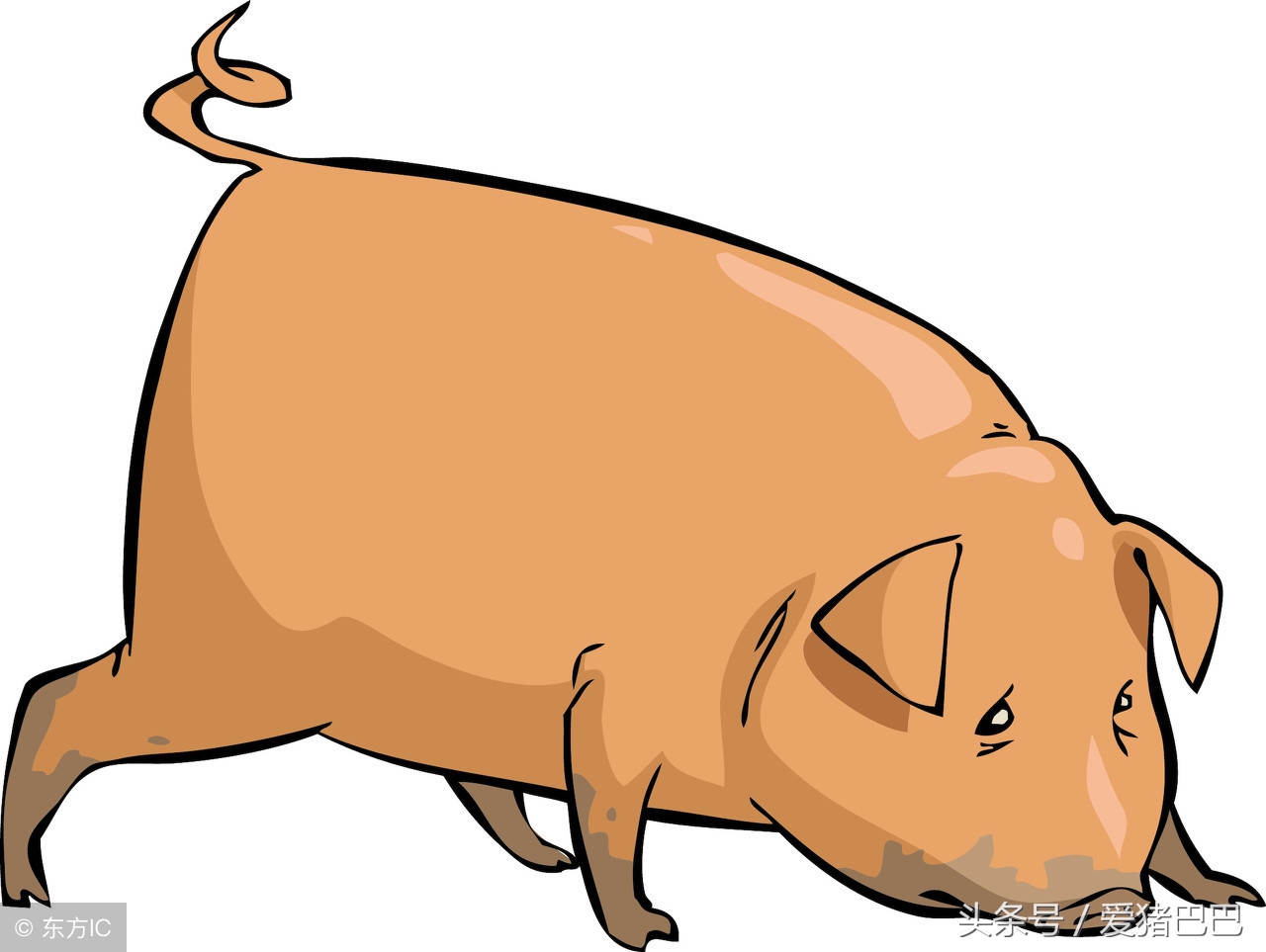 母猪猪病,母猪哪些疾病对母猪的生殖有影响