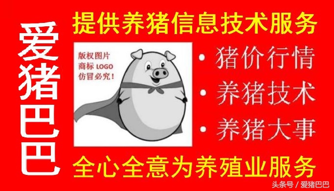 母猪猪病,母猪哪些疾病对母猪的生殖有影响