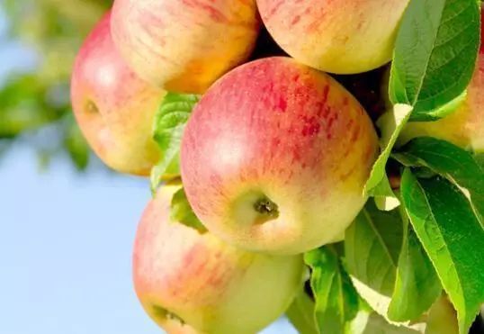 辽宁盛产什么水果,辽宁省各市食物特色