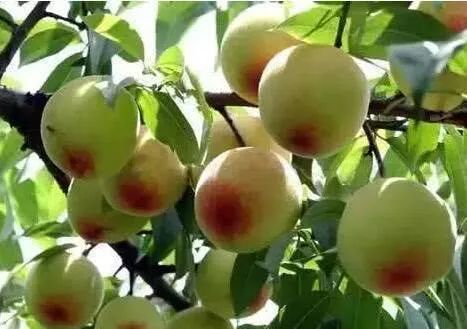 辽宁盛产什么水果,辽宁省各市食物特色