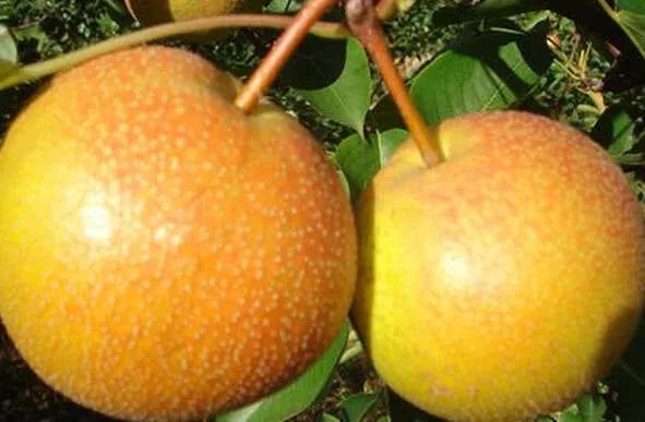 辽宁盛产什么水果,辽宁省各市食物特色