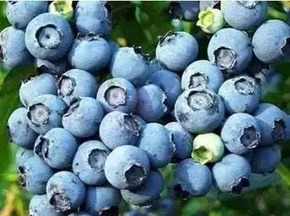 辽宁盛产什么水果,辽宁省各市食物特色