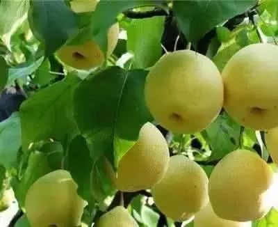 辽宁盛产什么水果,辽宁省各市食物特色