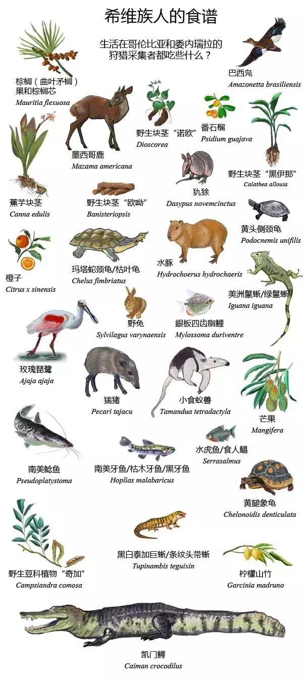 原始人类的饮食,原始人类吃什么