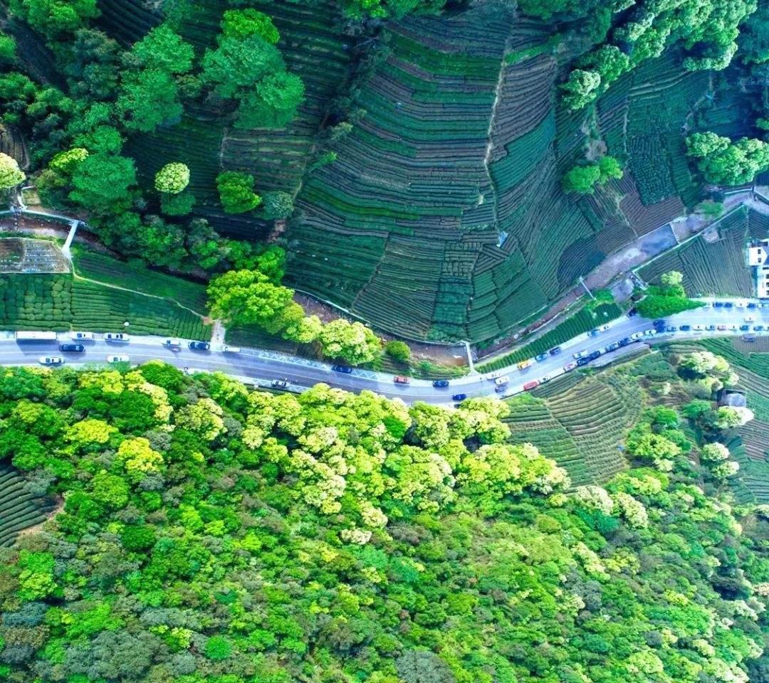 战旗村国家级乡村振兴示范村 (四川战旗村乡村振兴调研报告)
