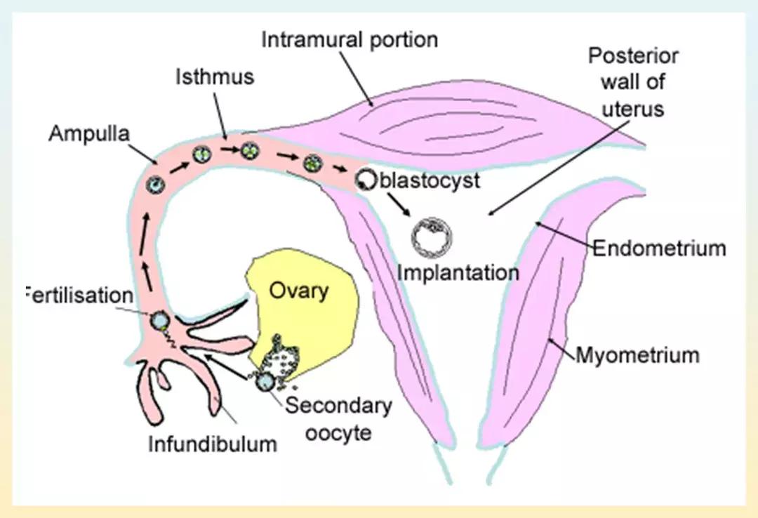 关于乳房、子宫的26个问题，女生一定要知道啊！