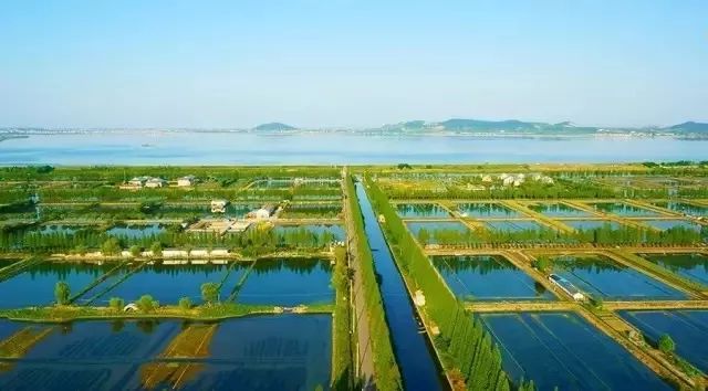 从320公里搬来“蟹中白富美”！北外滩酒店首创白兰地醉蟹畅吃！