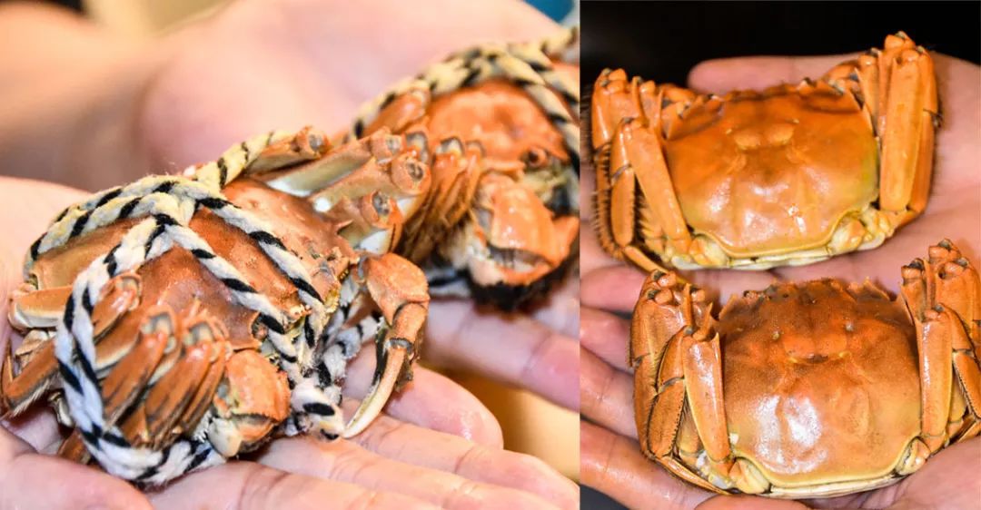 从320公里搬来“蟹中白富美”！北外滩酒店首创白兰地醉蟹畅吃！